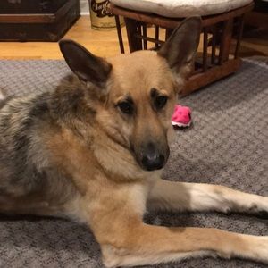 Meet your Posher, Laurie